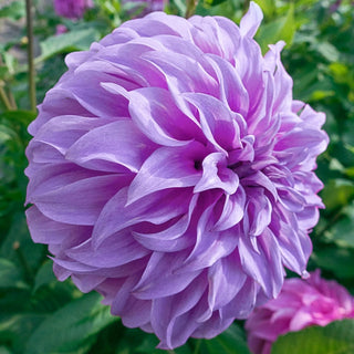 Vassio Meggos Dahlia