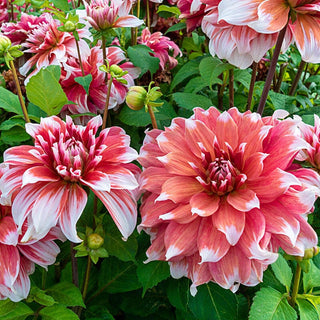 Frost Nip Dahlia