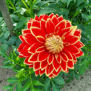 Dutch Carnival Dahlia