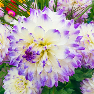 Hapet Blue Eyes Dahlia