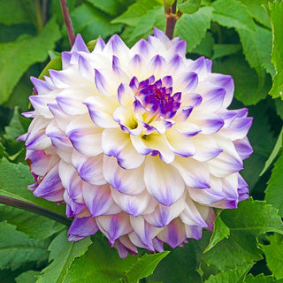 Hapet Blue Eyes Dahlia