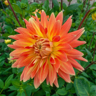 Motto Dahlia