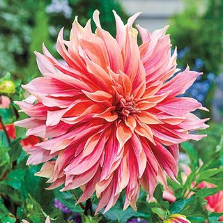 Labyrinth Dahlia