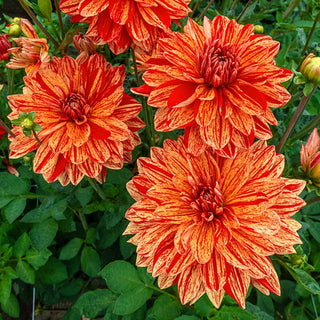 Dinnerplate Dahlias