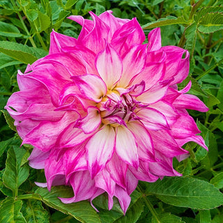 Colorado Classic Dahlia