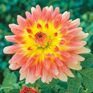 Tropical Sunset Dahlia