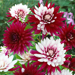 Rebeccas World Dahlias