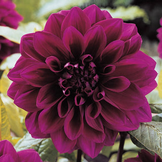 Decorative Dahlias