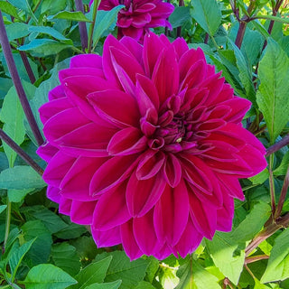 Thomas Edison Dahlia