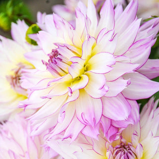 Crazy Love Dahlia