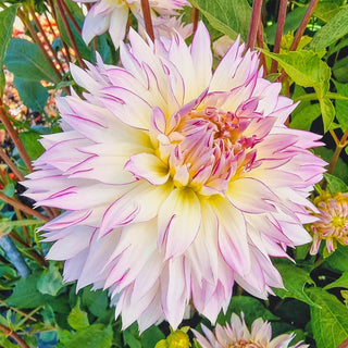 Crazy Love Dahlia