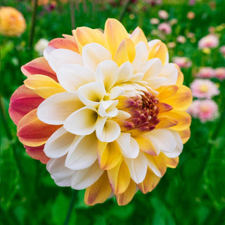 Double Jill Dahlia