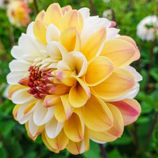 Double Jill Dahlia