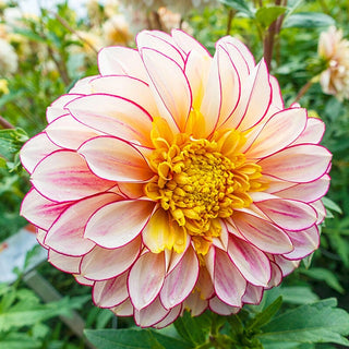 Polka Dahlia