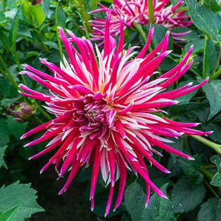 Cactus and Semi-Cactus Dahlias