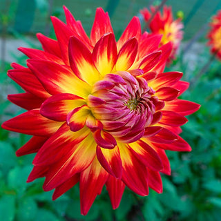 Bon Bini Karma Dahlia