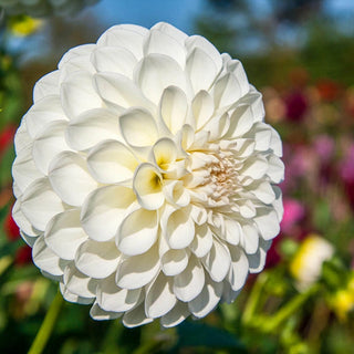 Boom Boom White Dahlia