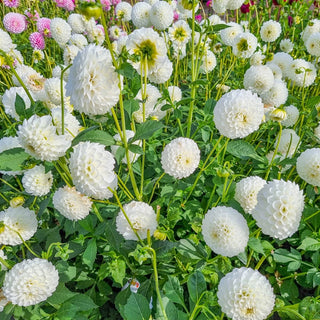 Boom Boom White Dahlia