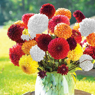 Giant Ball Dahlia Mixture