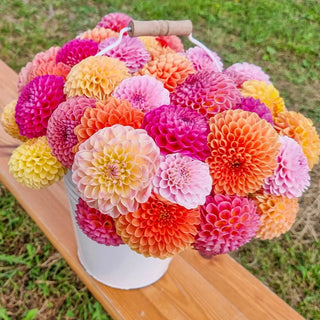 Giant Ball Dahlia Mixture