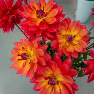 Waterlily Dahlias