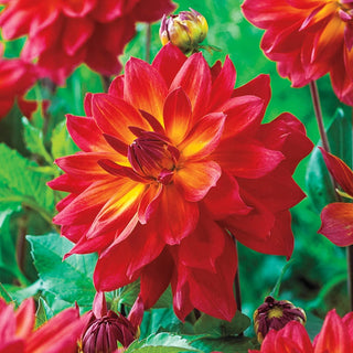 Firepot Dahlia