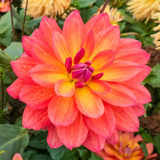 Firepot Dahlia