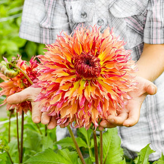 Fimbriata Dahlias