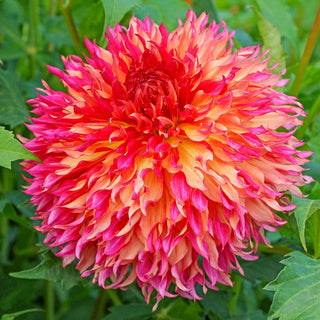 Myrtles Folly Dahlia