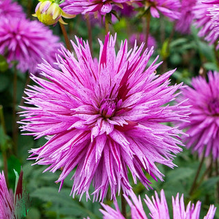 Striped Ambition Dahlia