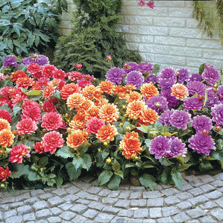 Patio Dahlia Mixture