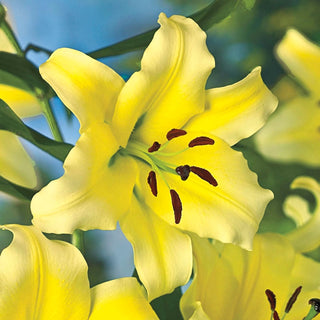 Conca d'Or Lily Tree®