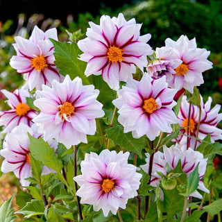 Edge Of Joy Dahlia