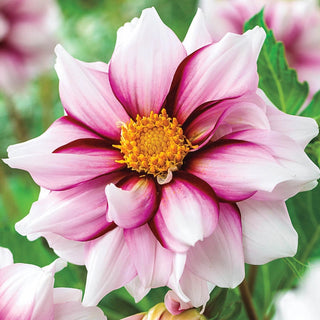 Edge Of Joy Dahlia