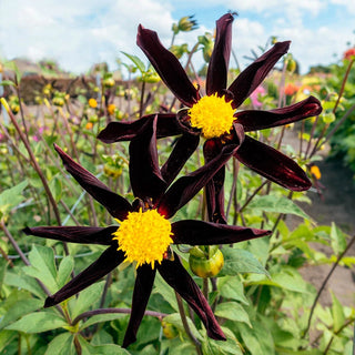 Single-Flowered Dahlias