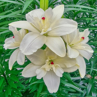 Annemarie Dream Double Asiatic Lily