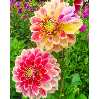 Temple Of Beauty Dahlia