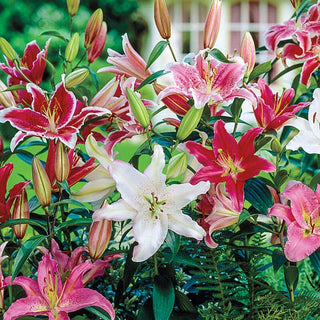 Double Oriental Lily Mixture