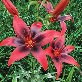 London Heart Asiatic Lily