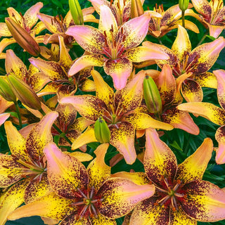 Tribal Dance Asiatic Lily