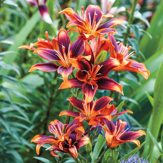 Asiatic Lilies