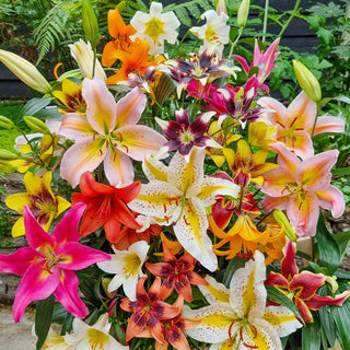 Lily Mixtures & Collections