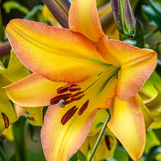 Rising Moon Trumpet Lily