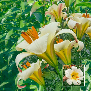 White Planet Trumpet Lily