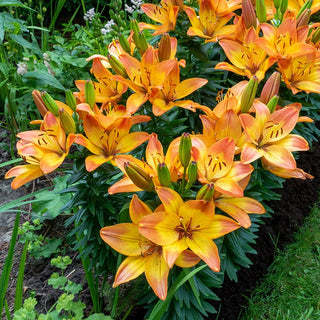 Happy Memories Carpet Border Lily