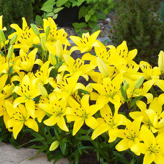 Yellow Carpet Border Lilies