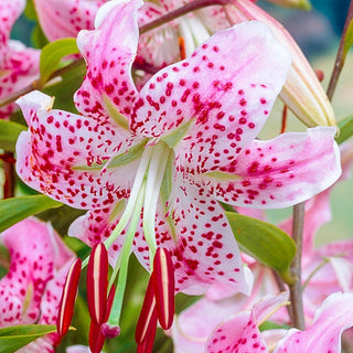 Lilium Speciosum Var Rubrum Uchida