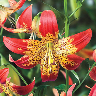 Species Lilies