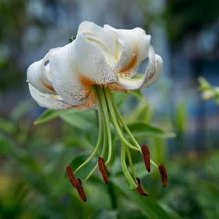 Lady Alice Turks Cap Lily