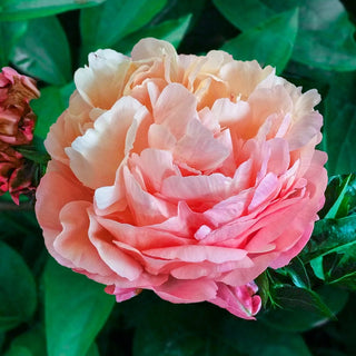 Pink Hawaiian Coral Peony